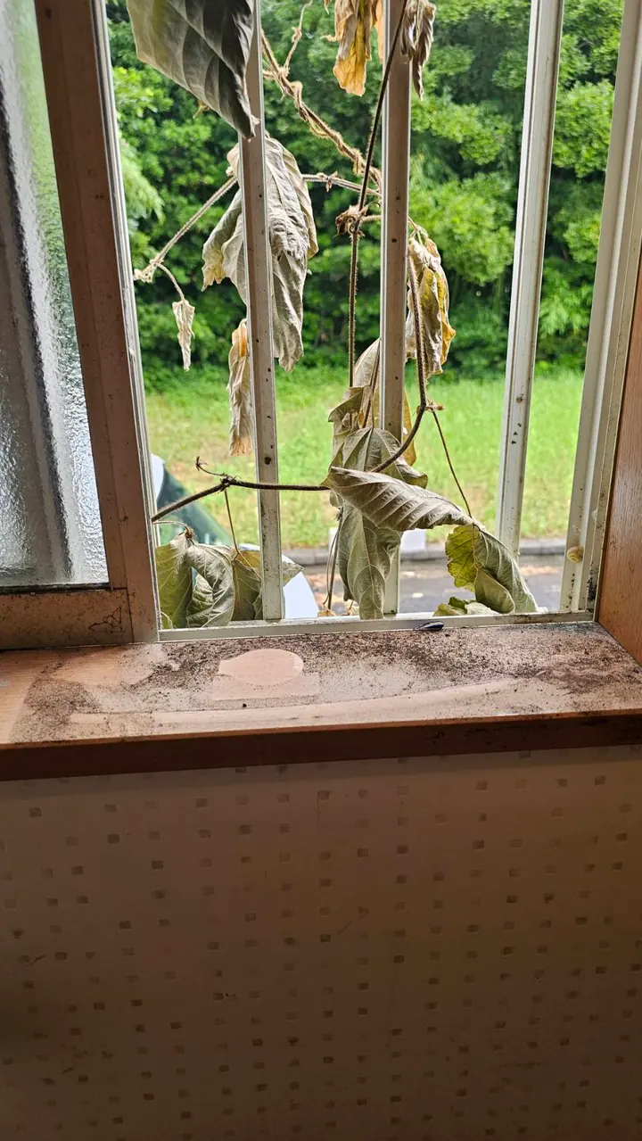 窓と窓台まわりの清掃前。土ぼこりや枯れた植物が残っている状態